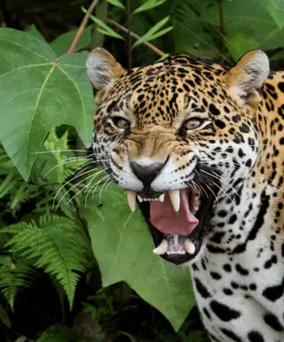 Erforsche den Madidi Nationalpark